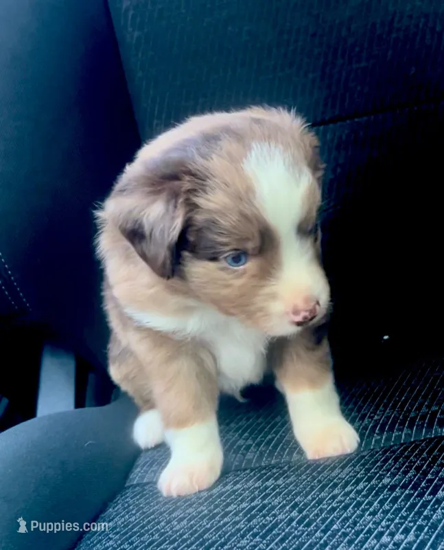 Ash – Miniature Australian Shepherd puppy for sale in Shreveport, LA