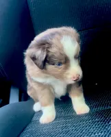 Ash, a female Miniature Australian Shepherd for sale in Shreveport, LA – 2 of 6