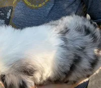 Shortbread, a male Miniature Australian Shepherd for sale in Ringgold, LA – 2 of 6