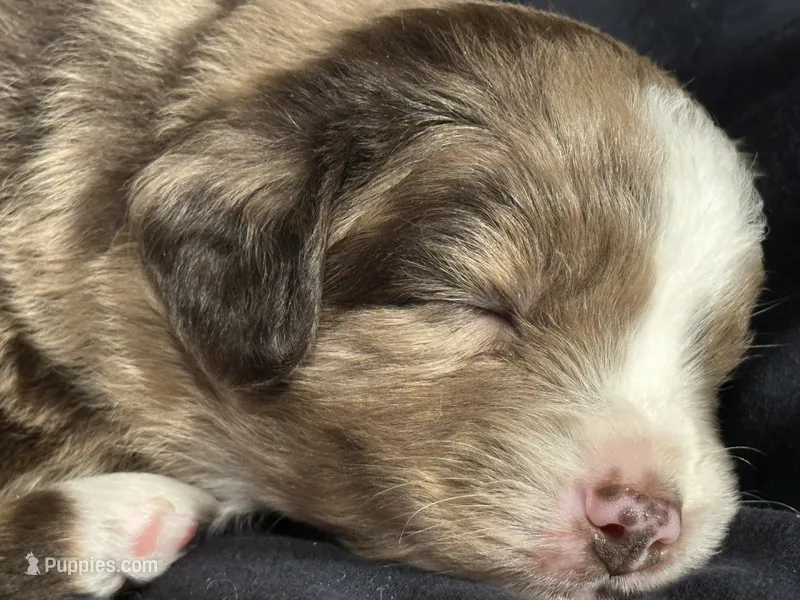 Ash – Miniature Australian Shepherd puppy for sale in Shreveport, LA