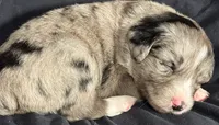Aspen, a female Miniature Australian Shepherd for sale in Shreveport, LA – 3 of 5
