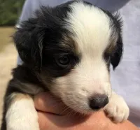 Chocolate, a female Miniature Australian Shepherd for sale in Ringgold, LA – 3 of 6
