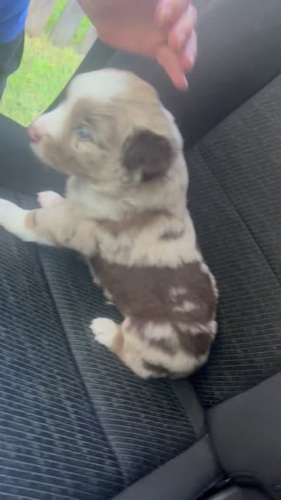 Cedar, a male Miniature Australian Shepherd for sale in Shreveport, LA – 8 of 8