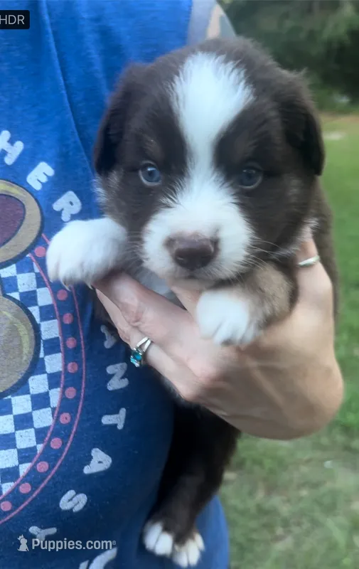 Oak – Miniature Australian Shepherd puppy for sale in Shreveport, LA
