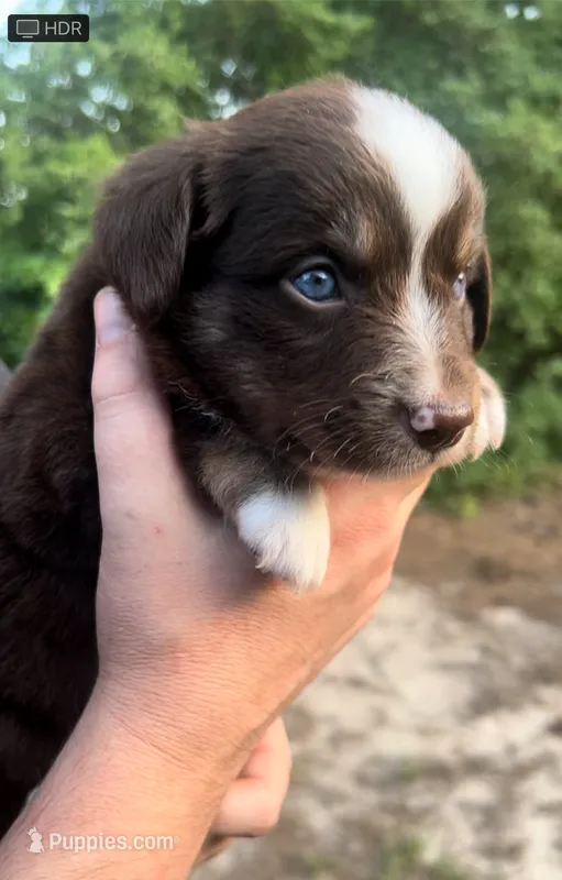 Spruce – Miniature Australian Shepherd puppy for sale in Shreveport, LA
