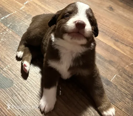 Spruce – Miniature Australian Shepherd puppy for sale in Shreveport, LA