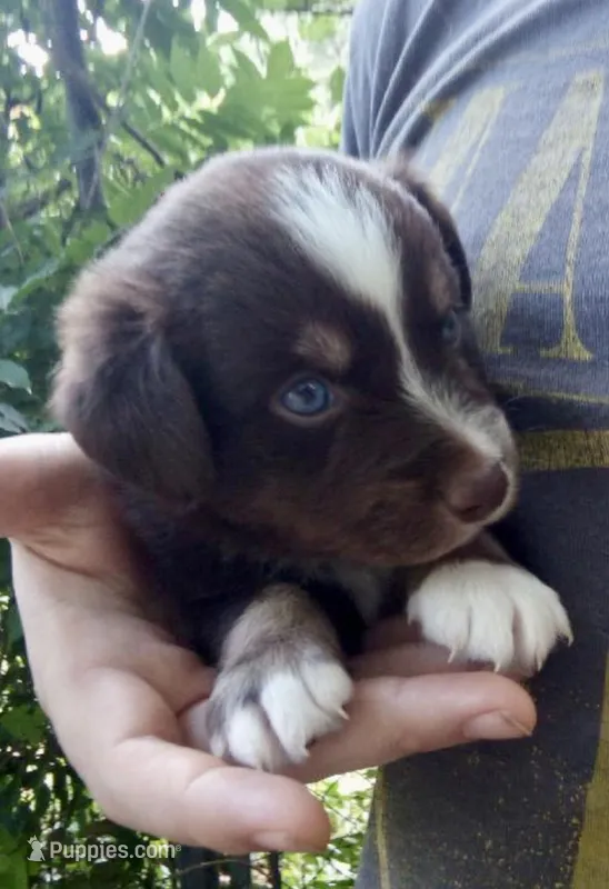 Spruce – Miniature Australian Shepherd puppy for sale in Shreveport, LA