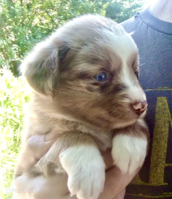 Maple – Miniature Australian Shepherd puppy on hold in Shreveport, LA