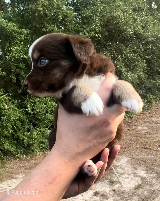 Spruce – Miniature Australian Shepherd puppy for sale in Shreveport, LA