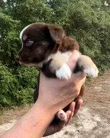 Spruce, a male Miniature Australian Shepherd for sale in Shreveport, LA – 1 of 5