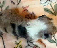 Snickerdoodle, a female Miniature Australian Shepherd for sale in Ringgold, LA – 7 of 7