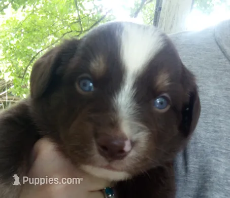 Spruce – Miniature Australian Shepherd puppy for sale in Shreveport, LA