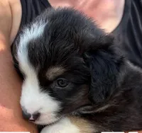 Raisin, a female Miniature Australian Shepherd for sale in Ringgold, LA – 3 of 6