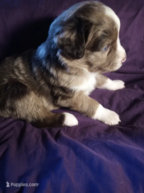 Ash – Miniature Australian Shepherd puppy for sale in Shreveport, LA