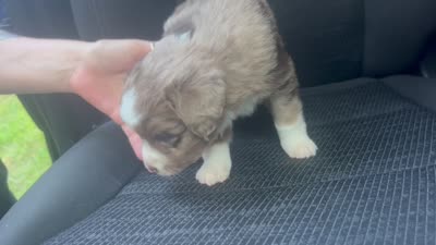 Ash, a female Miniature Australian Shepherd for sale in Shreveport, LA – 6 of 6