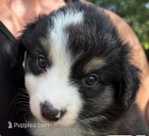 Raisin – Miniature Australian Shepherd puppy for sale in Ringgold, LA