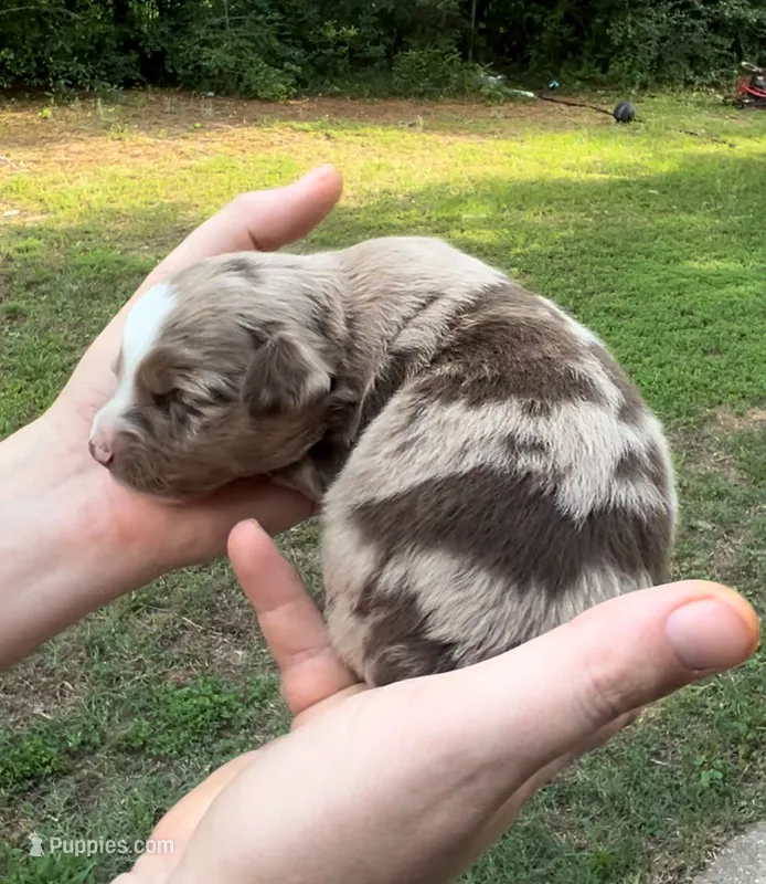 Maple – Miniature Australian Shepherd puppy for sale in Shreveport, LA
