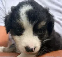 Raisin, a female Miniature Australian Shepherd for sale in Ringgold, LA – 6 of 6