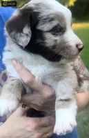 Cedar, a male Miniature Australian Shepherd for sale in Shreveport, LA – 5 of 8
