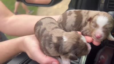 Ash, a female Miniature Australian Shepherd for sale in Shreveport, LA – 1 of 1
