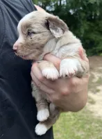 Cedar, a male Miniature Australian Shepherd for sale in Shreveport, LA – 4 of 8