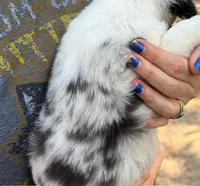 Oreo, a female Miniature Australian Shepherd for sale in Ringgold, LA – 3 of 6