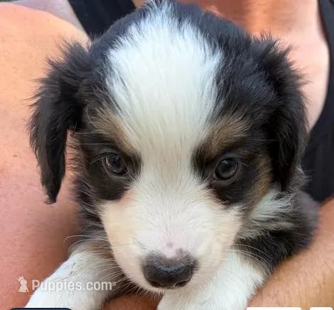 Chocolate – Miniature Australian Shepherd puppy for sale in Ringgold, LA