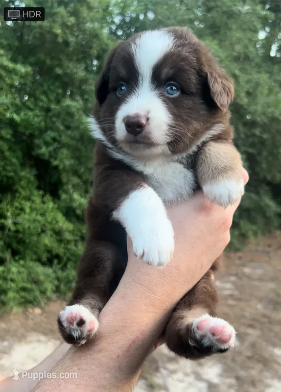 Oak – Miniature Australian Shepherd puppy for sale in Shreveport, LA