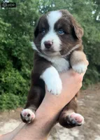 Oak, a male Miniature Australian Shepherd for sale in Shreveport, LA – 1 of 4