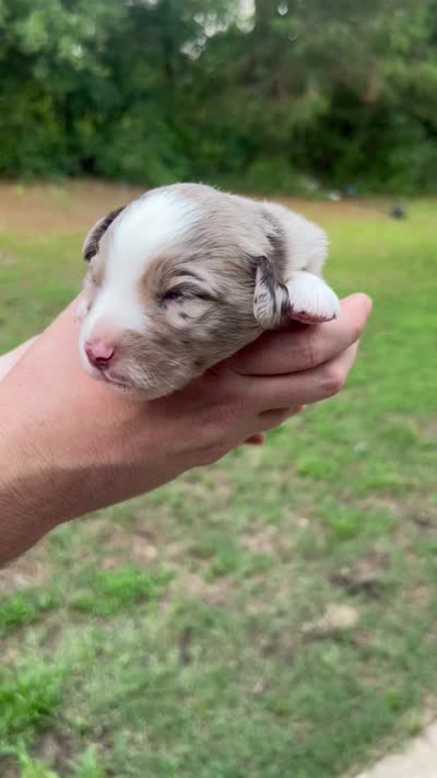 Cedar, a male Miniature Australian Shepherd for sale in Shreveport, LA – 6 of 8