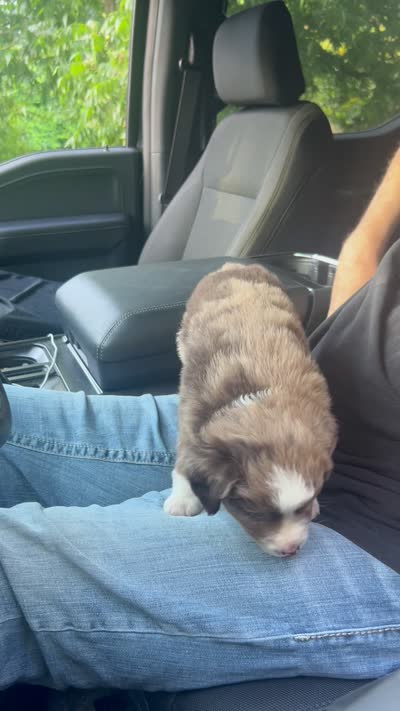 Ash, a female Miniature Australian Shepherd for sale in Shreveport, LA – 3 of 6