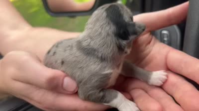 Aspen, a female Miniature Australian Shepherd for sale in Shreveport, LA – 1 of 1