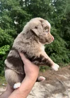 Maple, a female Miniature Australian Shepherd for sale in Shreveport, LA – 2 of 5