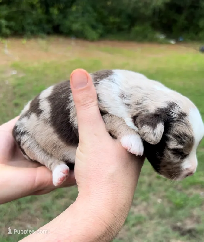 Cedar – Miniature Australian Shepherd puppy for sale in Shreveport, LA
