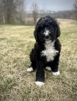 Hattie, a female Golden Mountain Doodle for sale in South Haven, MN – Photo 3 of 3