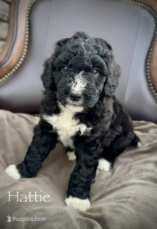 Hattie – Golden Mountain Doodle puppy for sale in South Haven, MN