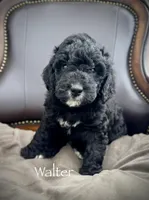 Walter, a male Golden Mountain Doodle for sale in South Haven, MN – Photo 1 of 4