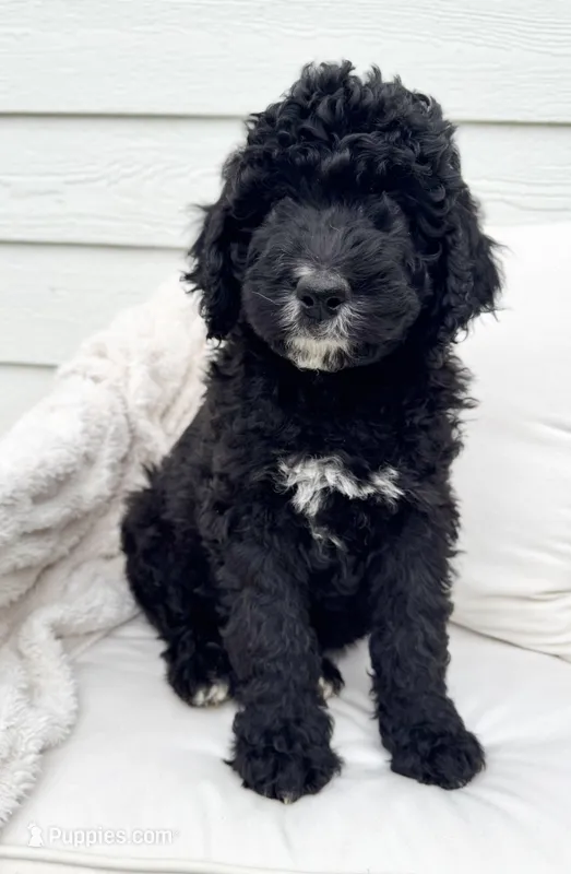 Walter – Golden Mountain Doodle puppy for sale in South Haven, MN