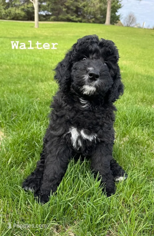 Walter – Goldendoodle, Golden Mountain Doodle puppy for sale in South Haven, MN