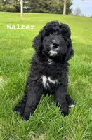 Walter, a male Goldendoodle and Golden Mountain Doodle for sale in South Haven, MN – Photo 1 of 5