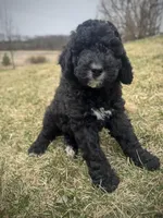 Walter, a male Golden Mountain Doodle for sale in South Haven, MN – Photo 4 of 4