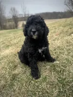 Walter, a male Golden Mountain Doodle for sale in South Haven, MN – Photo 2 of 4