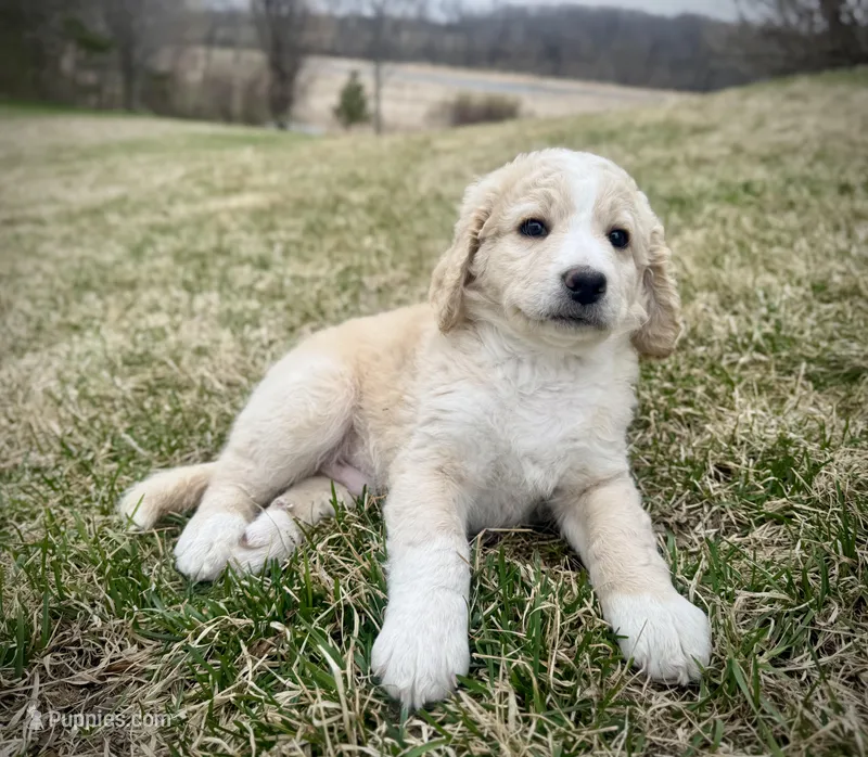 Teddy – Golden Mountain Doodle puppy for sale in South Haven, MN