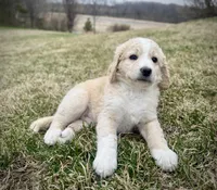 Teddy, a male Golden Mountain Doodle for sale in South Haven, MN – Photo 2 of 3