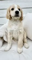 Teddy, a male Goldendoodle and Golden Mountain Doodle for sale in South Haven, MN – Photo 2 of 4