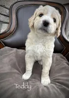 Teddy, a male Golden Mountain Doodle for sale in South Haven, MN – Photo 1 of 3