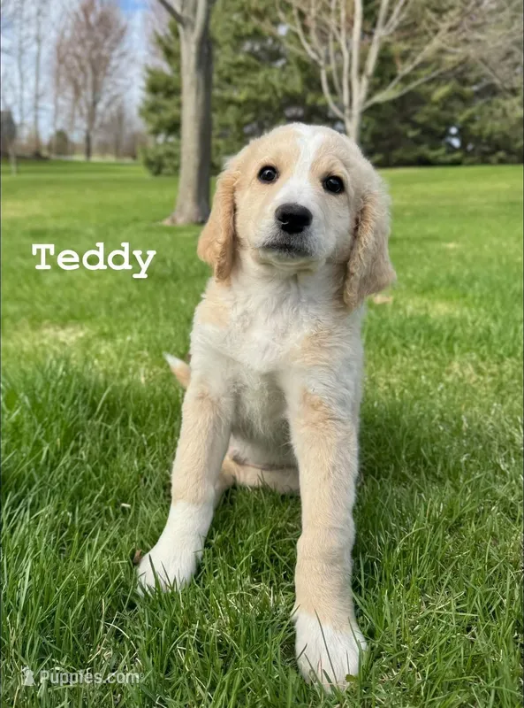 Teddy – Goldendoodle, Golden Mountain Doodle puppy for sale in South Haven, MN
