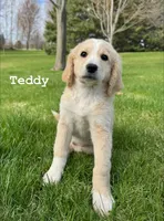 Teddy, a male Goldendoodle and Golden Mountain Doodle for sale in South Haven, MN – Photo 1 of 4