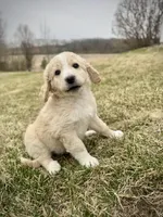 Teddy, a male Golden Mountain Doodle for sale in South Haven, MN – Photo 3 of 3