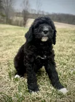 Olive, a female Golden Mountain Doodle for sale in South Haven, MN – Photo 2 of 4